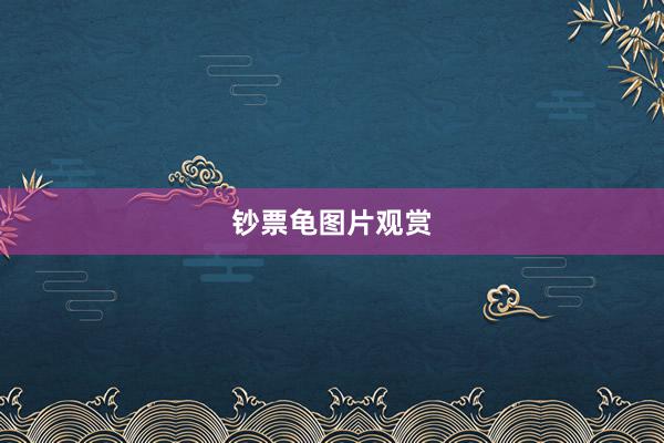 钞票龟图片观赏